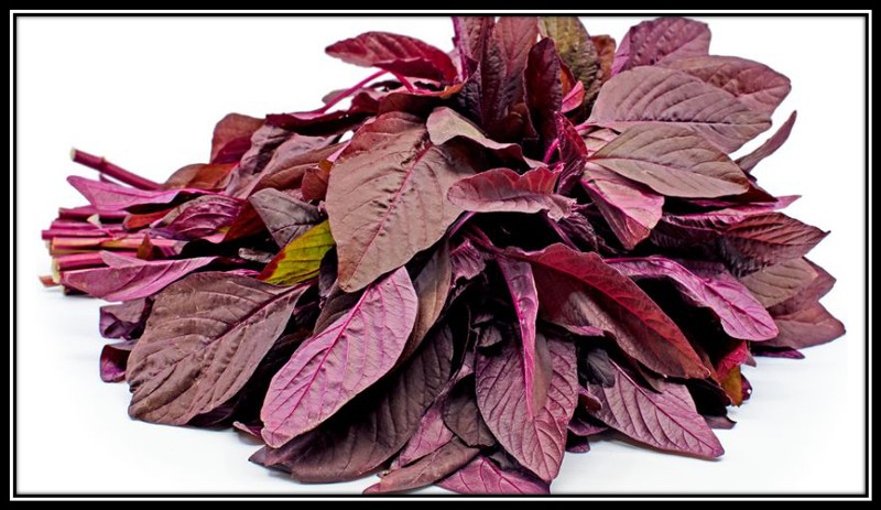Benefits of red amaranth in Hindi