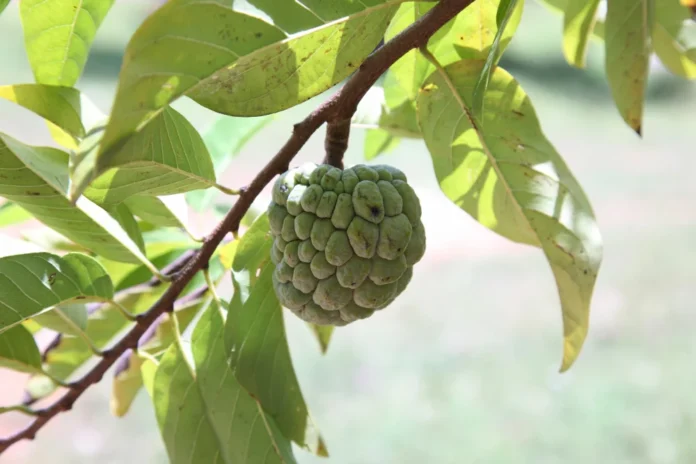 Benefits and side effects of custard apple_jpg
