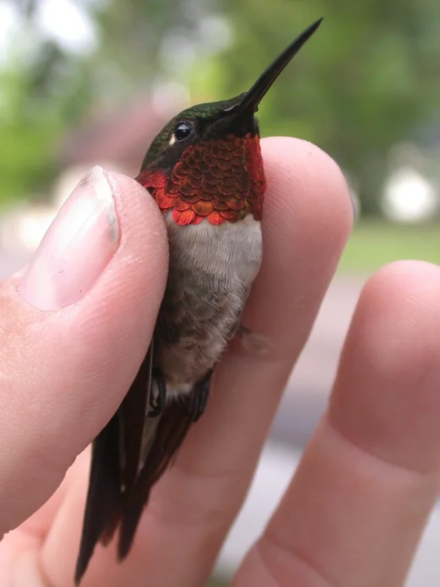 Hummingbird: ये है दुनिया का सबसे छोटा पक्षी,जानिए इसकी 13 रोचक बातें